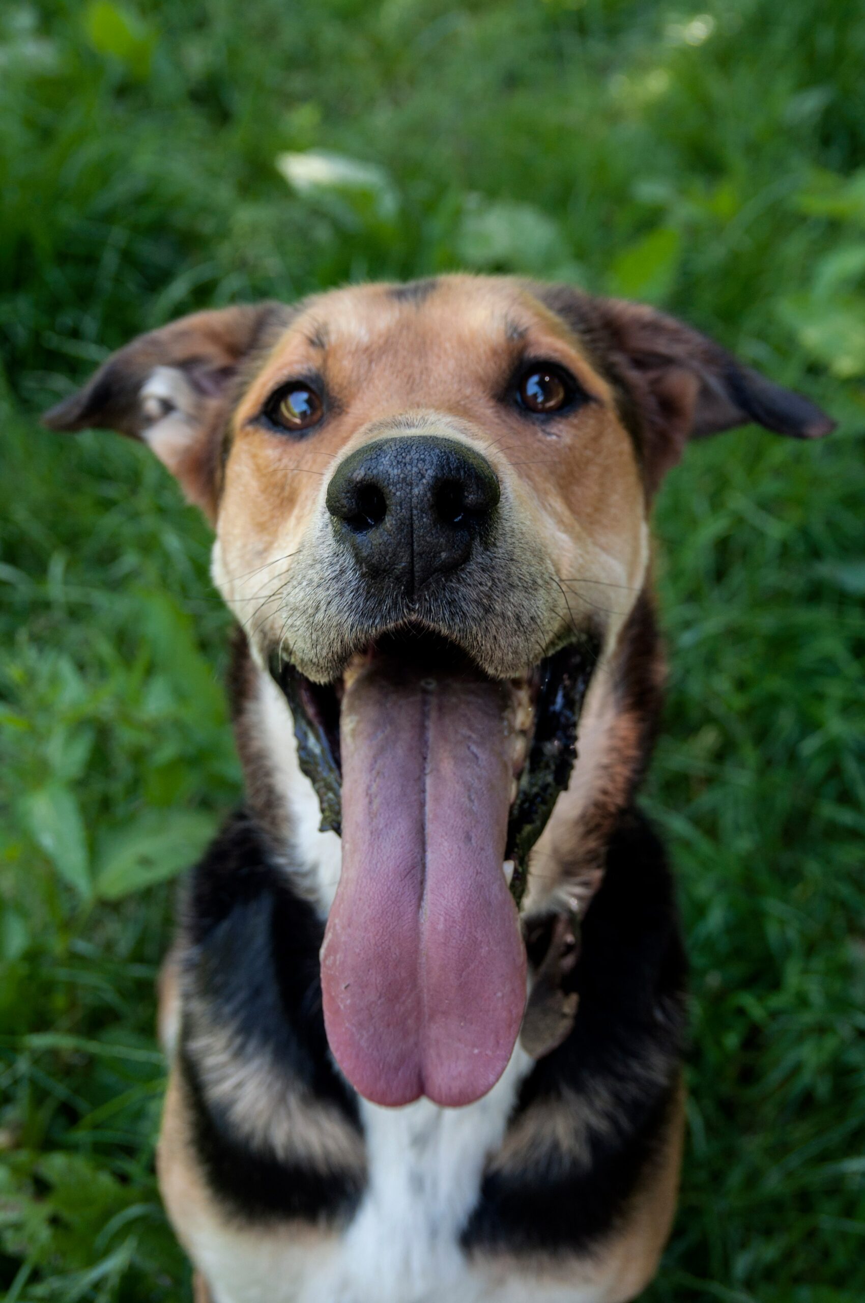 Les Can'ins, situé en Auvergne Rhône Alpes dans l’Isère 38 à Arandon, est le spécialiste en éducation canine. Dog et Car sitter, elle s'occupe de la promenade de vos chiens et la visite d'animaux à domicile pendant vos absences.