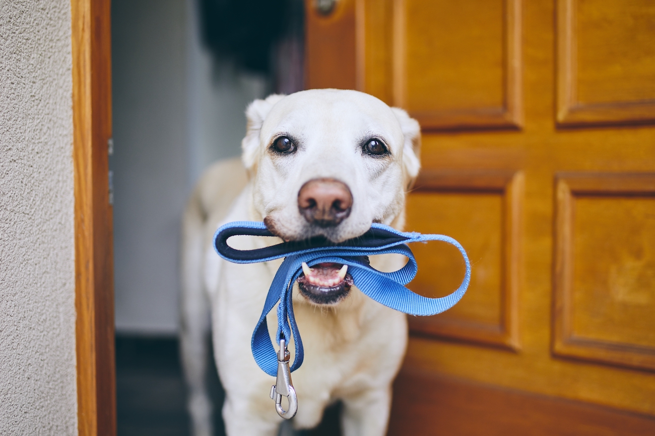 Les Can'ins, situé en Auvergne Rhône Alpes dans l’Isère 38 à Arandon, est le spécialiste en éducation canine. Dog et Car sitter, elle s'occupe de la promenade de vos chiens et la visite d'animaux à domicile pendant vos absences.