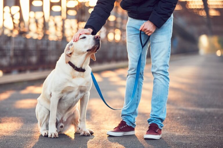 Les Can'ins, situé en Auvergne Rhône Alpes dans l’Isère 38 à Arandon, est le spécialiste en éducation canine. Dog et Car sitter, elle s'occupe de la promenade de vos chiens et la visite d'animaux à domicile pendant vos absences.